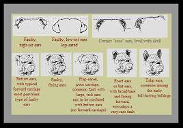 Akc Standard Bulldog Ears English Bulldog Care English Bulldog Bulldog