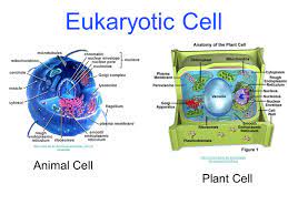 It is the outermost layer which is present only in plant cell. Cells Ppt Video Online Download