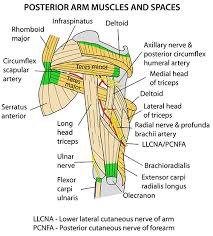 Check spelling or type a new query. Instant Anatomy Upper Limb Areas Organs Arm Medial Triangular