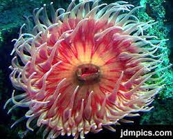 Fish Eating Anemone Picture Urticina Piscivora Anemone Life Under The Sea Sea Creatures