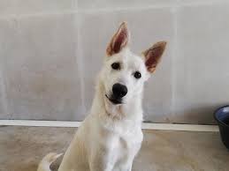 Adoption De Bilou Moyen Chien Race Indefinie Region Bretagne Races De Chiens Cocker Noir Et Feu Chien