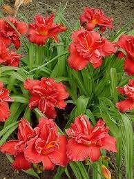 Hemerocallis Double Firecracker Havlis Cz Day Lilies Flowers Feed Beautiful Flowers