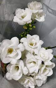 Find great deals on flower decoration in albany, ny on offerup. Inspiration Bill Doran Company Wholesale Florist Bulk Flowers Nationwide
