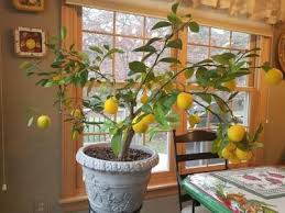 We did not find results for: Growing Dwarf Citrus University Of Maryland Extension