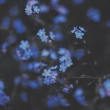 960 x 960 jpeg 99 кб. Blue Flower Background Tumblr Posted By John Tremblay
