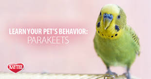 Parakeet Behavior And Sounds