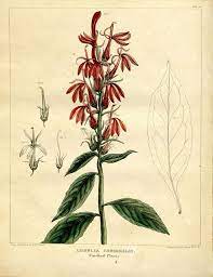 The Slower You Go The Bigger Your World Gets Medical Botany Containing A Botanical General Cardinal Flower Lobelia Flowers Botanical Drawings