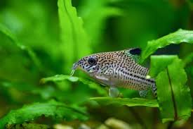 Care Guide For Cory Catfish The Perfect Community Bottom Dweller Best Aquarium Fish Cory Catfish Aquarium Fish