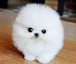 Home raised, well socialized, potty. Pomeranian Teacup Puppies For Sale Novocom Top