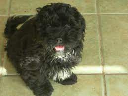 Shih tzu / poodle mix. Shih Tzu Yorkie Poodle Mix Black Novocom Top