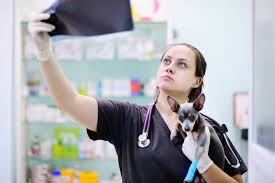 How do they actually work? What Is The Prognosis Of Bone Cancer In Dogs