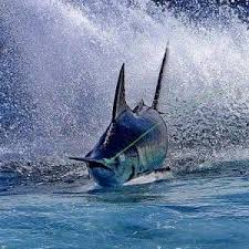 Great Photos Of Guy Harvey And Friends Guy Harvey Salt Water Fishing Cool Fish Sea Fishing