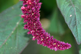 Image result for Amaranthus