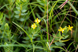 Image result for Basananthe sandersonii