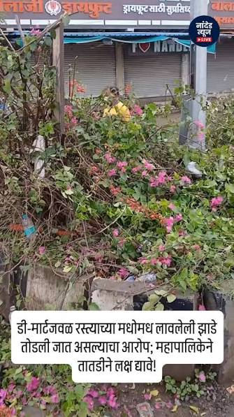 नांदेड शहरातील डी-मार्ट रोडवरील झाडांची विनापरवाना कत्तल? जाहिरात फलकांसाठी हरित संपदेवर घाला; कारवाईची मागणी