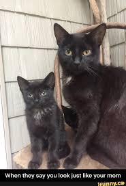 When They Say You Look Just Like Your Mom When They Say You Look Just Like Your Mom Ifunny Unbelievable Funny Pictures Best Funny Pictures Animal Memes To be fair, nobody likes their pancakes spicy. say you look just like your mom