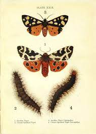 Plate Xxix Tiger Moths Butterflies And Moths Shown To The Children 1910 Internet Archive 1910 1910s Caterpillar Co Tiger Moth Moth Pictures Of Moths