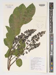 Image result for Philenoptera