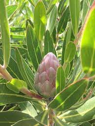 Protea Pink Ice Buds Developing In Our Flower Fields Proteabud Flowerbud Proteaceae Pinkice Protea Pink Proteapinkice Protea Plant Plants Desert Plants