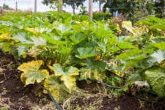 Check spelling or type a new query. Zucchini Spacing Give Them Room To Spread