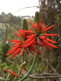 Image result for Rhynchosia heterophylla