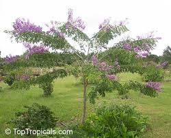 Image result for Lonchocarpus