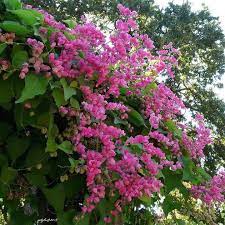 Boleh dijadikan tanaman hiasan pokok untuk madu kelulut pokok bunga yang senang ditanam dan tumbuh murah dan banyak pokok bunga yang cantik. Pokok Air Mata Pengantin Pink Home Furniture Gardening On Carousell