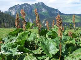 Image result for Rumex lanceolatus