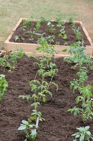 Raised garden beds in our polytunnel greenhouse using cedar wood. How To Build A Raised Garden Bed Pretty Prudent
