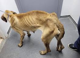 Malnourished Utica Dog Makes Amazing Comeback; All Thanks to You