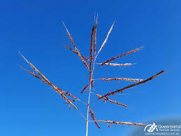 Image result for Bothriochloa bladhii