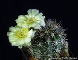 It's about foundation, it's about enclosure and. Acanthocalycium Thionanthum Var Brevispinum