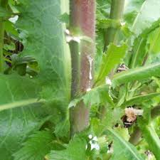 Image result for Lactuca setosa