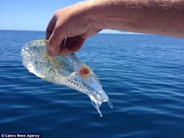 Strange Sea Creatures Shores Of Nova Scotia Newfoundland Scary Sea Creatures Weird Sea Creatures Ocean Animals