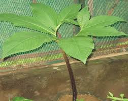 Image result for Sauromatum venosum