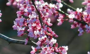 Maybe you would like to learn more about one of these? Three Native Flowering Trees For Spring Color My Indiana Home