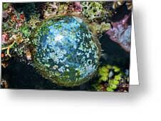 Image result for Moraea ventricosa