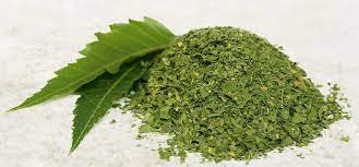 Will neem oil regrow hair? 10 Best Neem Powder Benefits You Never Knew