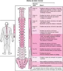 consideracoes gerais sobre doencas da medula espinhal disturbios cerebrais da medula espinal e dos nervos manual msd em 2021 medula espinhal anatomia ossea nervos