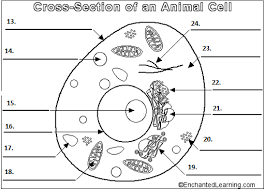 Comparing plant and animal cells quiz. Animal Cell Diagram Diagram Quizlet