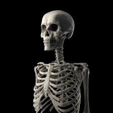 Different types of bones have differing shapes related to their the function of flat bones is to protect internal organs such as the brain, heart, and pelvic organs. Artstation First Step Of Human Chest S Anatomy Study Miguel Soudjay