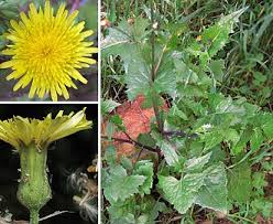 Image result for Sonchus schweinfurthii