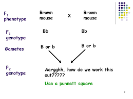 A homozygous dominant brown mouse is crossed with a heterozygous brown mouse tan is the. Monohybrid Crosses Ppt Download