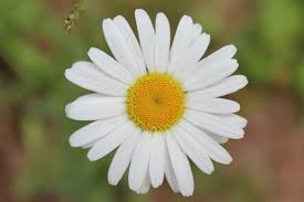 Your complete guide to spring flowers in the western cape. Spring Northern Wisconsin Nature Flower Petal Flower Head Plant Piqsels