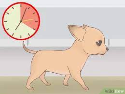 How To Care For Your Chihuahua Puppy With Pictures Wikihow
