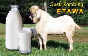 Hasil gambar untuk susu kambing