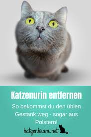 Geruch von erbrochenem aus dem teppich entfernen erbrochenes vom haustier hinterlässt einen unangenehmen geruch, der nicht durch bloßes lüften verschwindet. Katzenurin Gestank Loswerden Sogar Aus Polstern So Geht Es Katzenurin Katzenurin Entfernen Katze Aus Tierheim