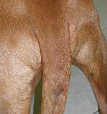 Most commonly, but not always, affects entire male cats. Violet Gland Wikipedia