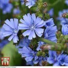 Image result for Cichorium