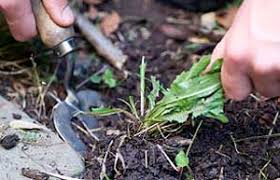 Today i was cleaning the weeds around our 3 year old apple trees, we have never cleaned up all the trees and it was kinda hard to get it done. Bbc Gardening Gardening Guides Techniques Dealing With Weeds
